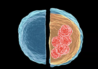 Why Healthy People Get Cancer & The Power of Prevention